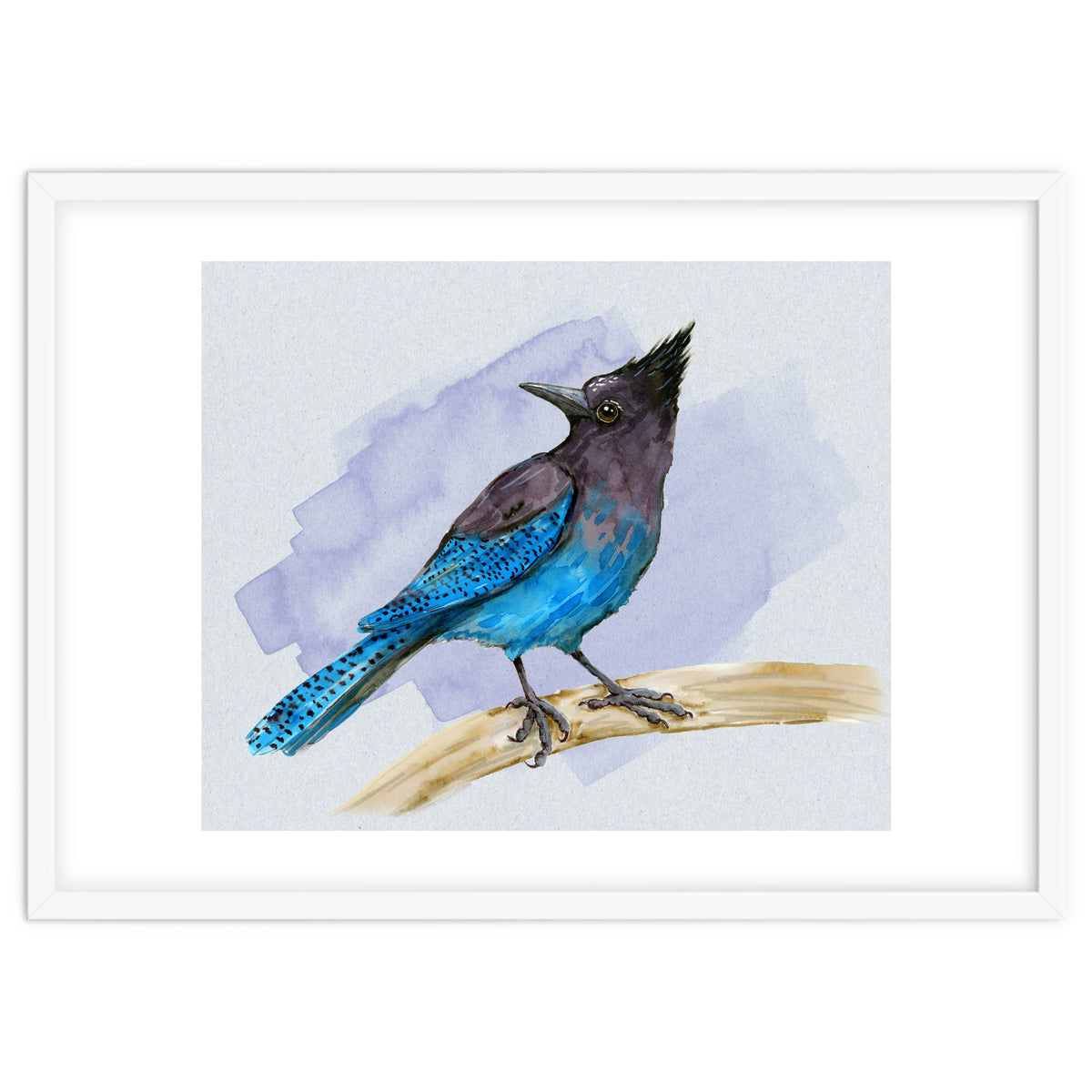 Steller's jay watercolor