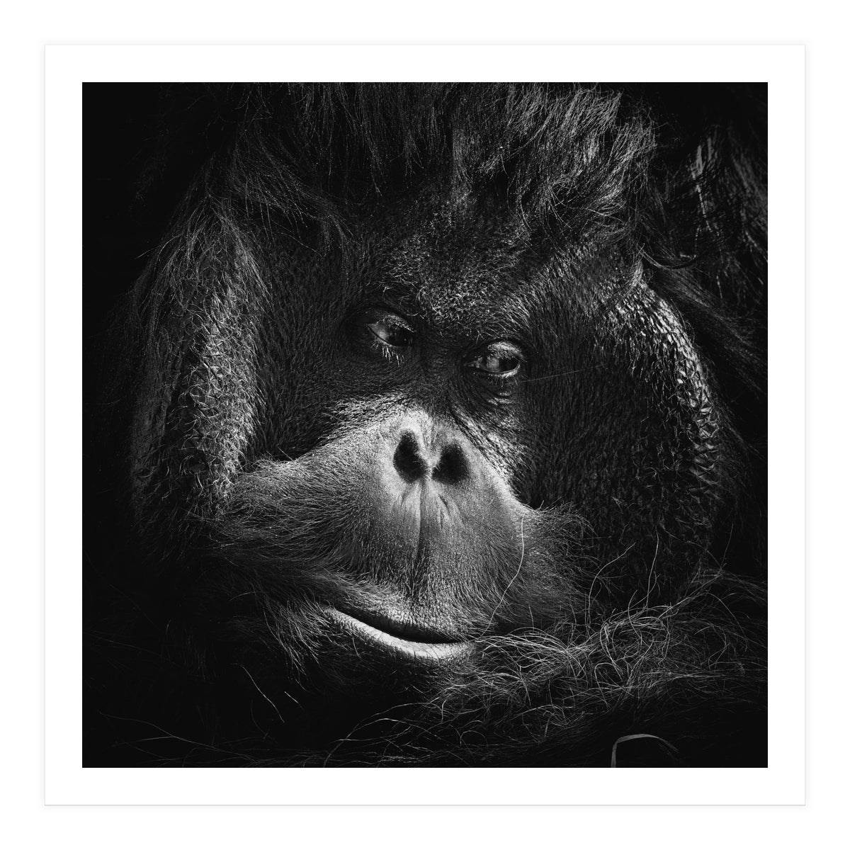 Reasoning (Print Only)