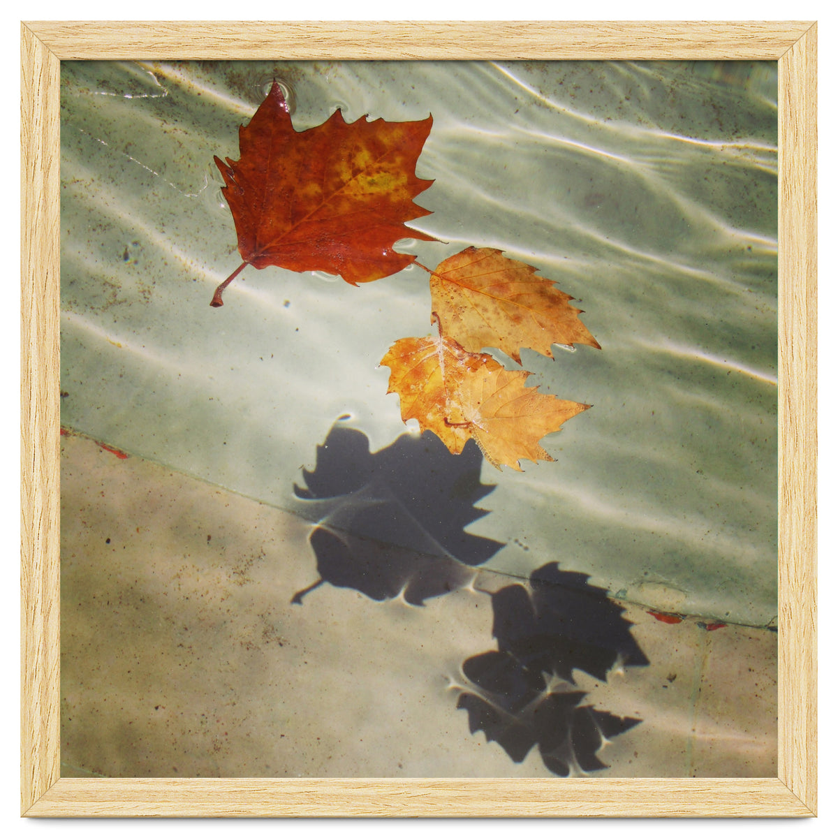 Floating leaves