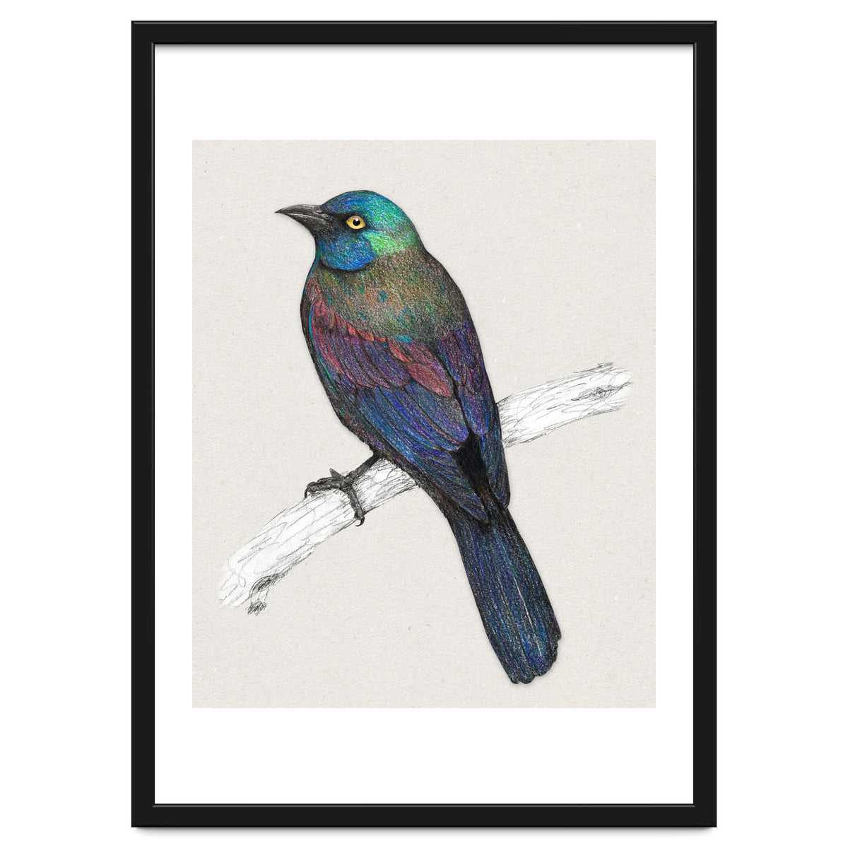 Common Grackle