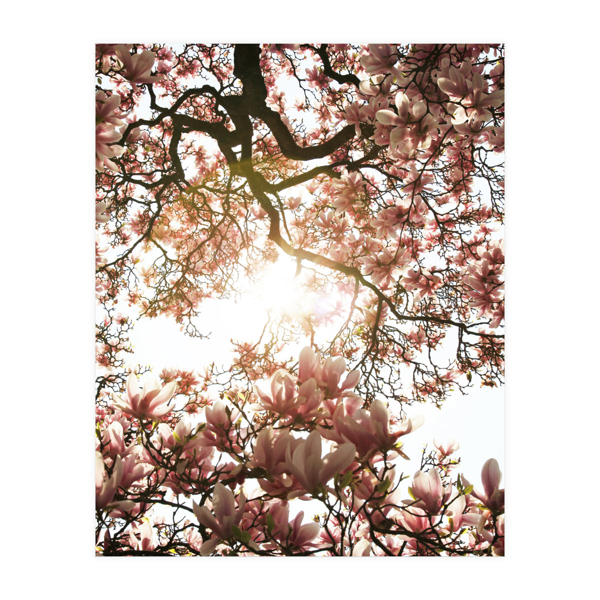 Magnolia tree (Print Only)