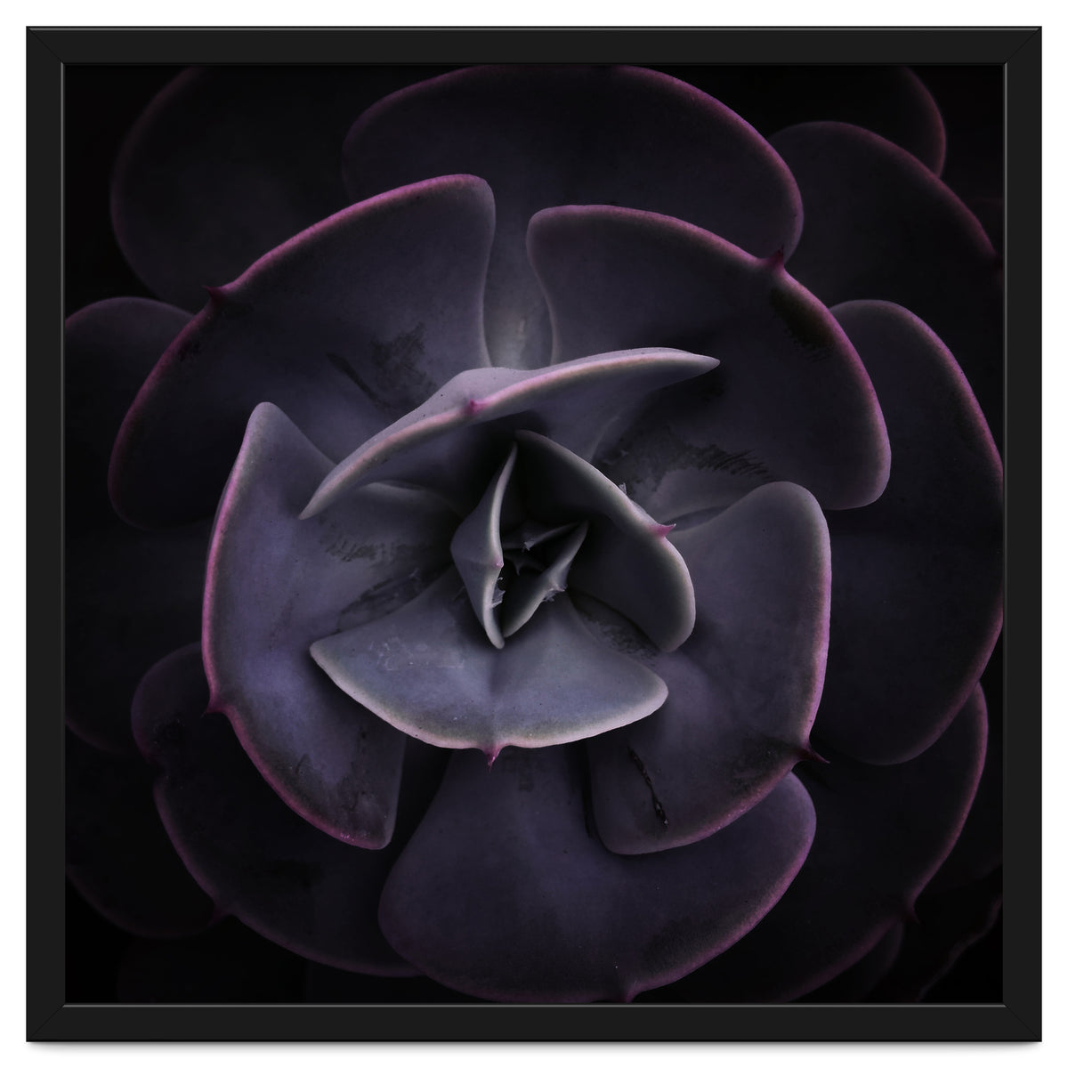 DARKSIDE OF SUCCULENTS VIII