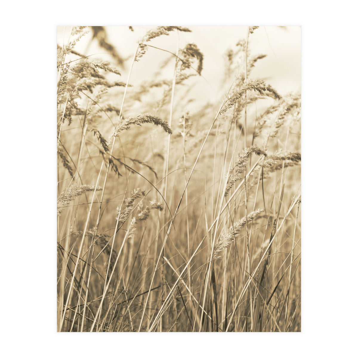 Grass (Print Only)