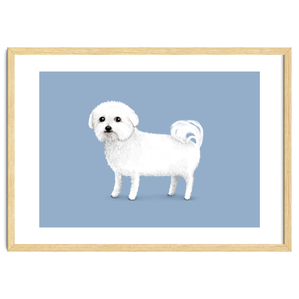 Bichon Frise