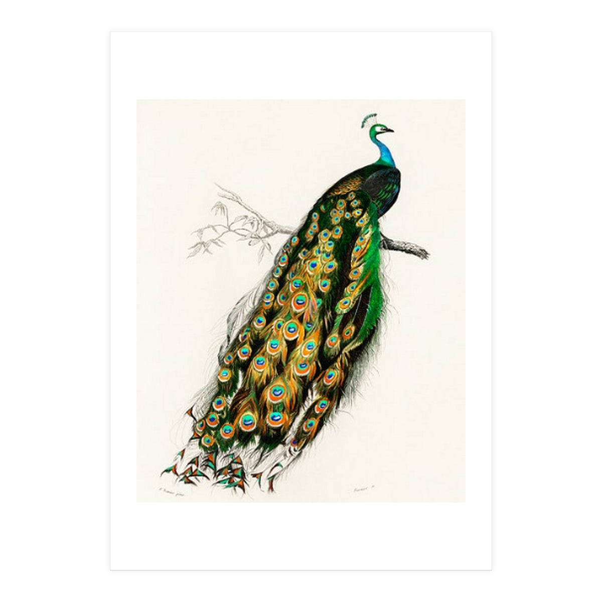 Indian peafowl illustrated (Print Only)