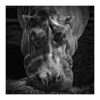 Hippopotamus (Print Only)