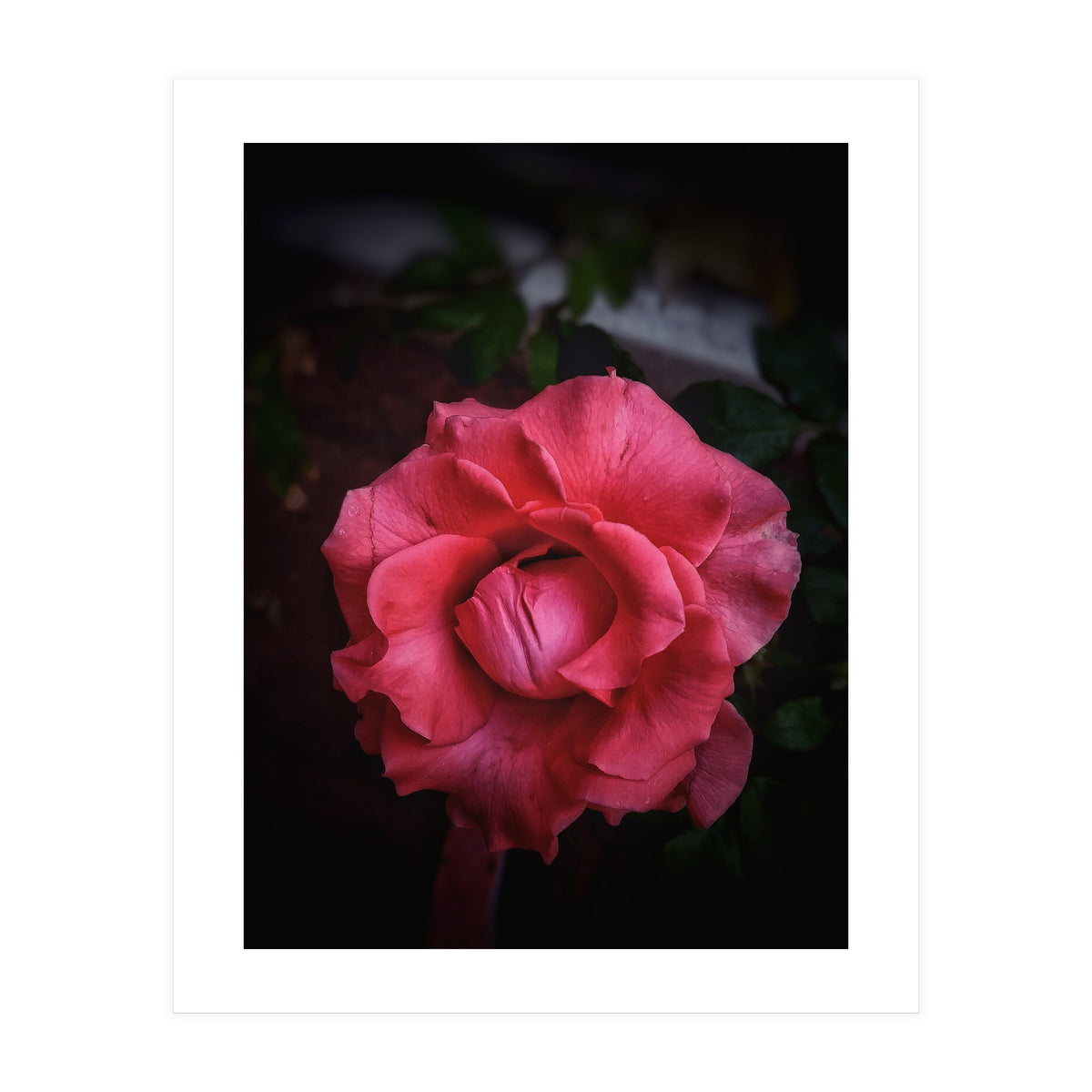 Red-Orange Rose (Print Only)