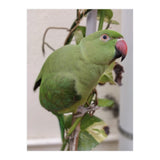 Dazzling Indian Parrot (Print Only) thumbnail