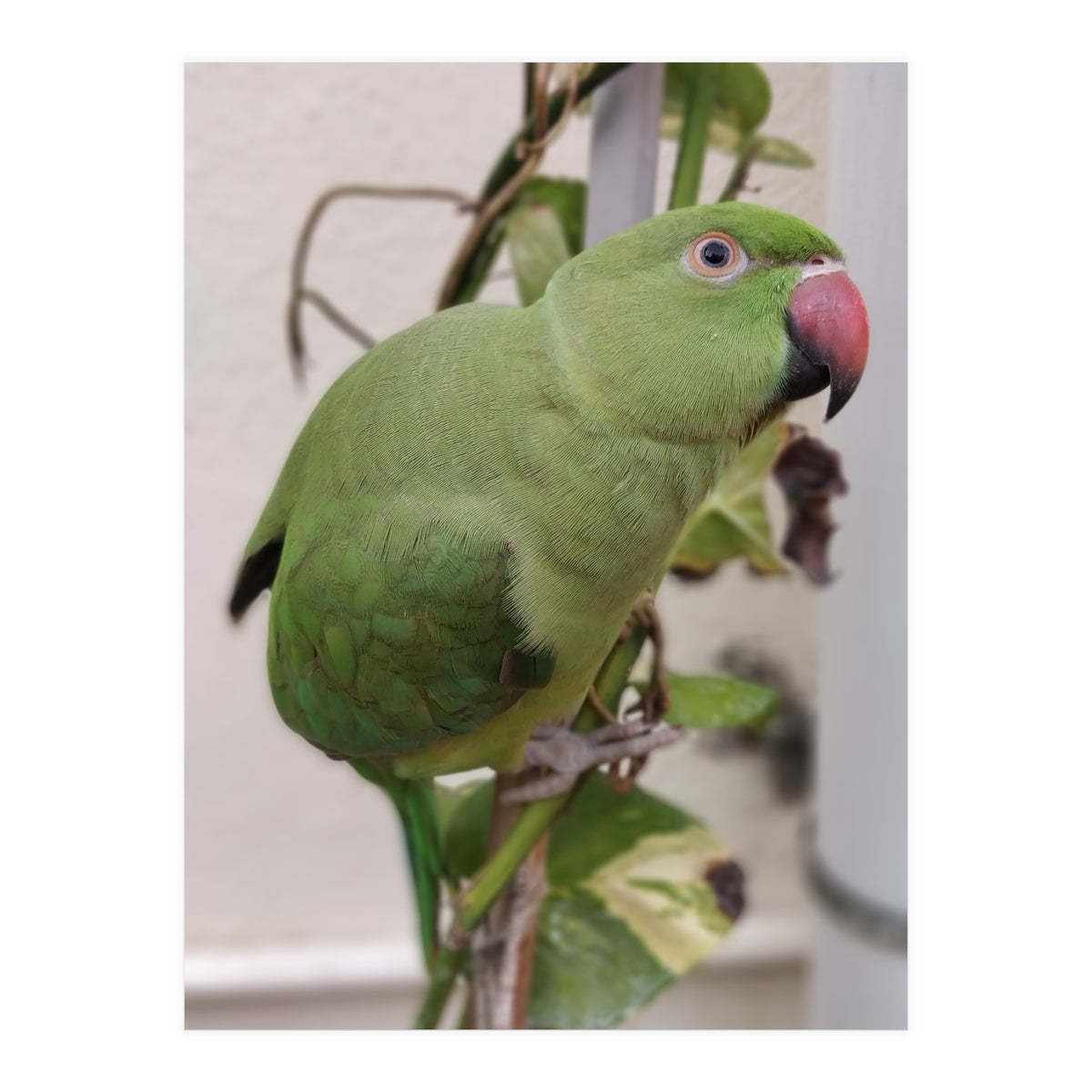 Dazzling Indian Parrot (Print Only)