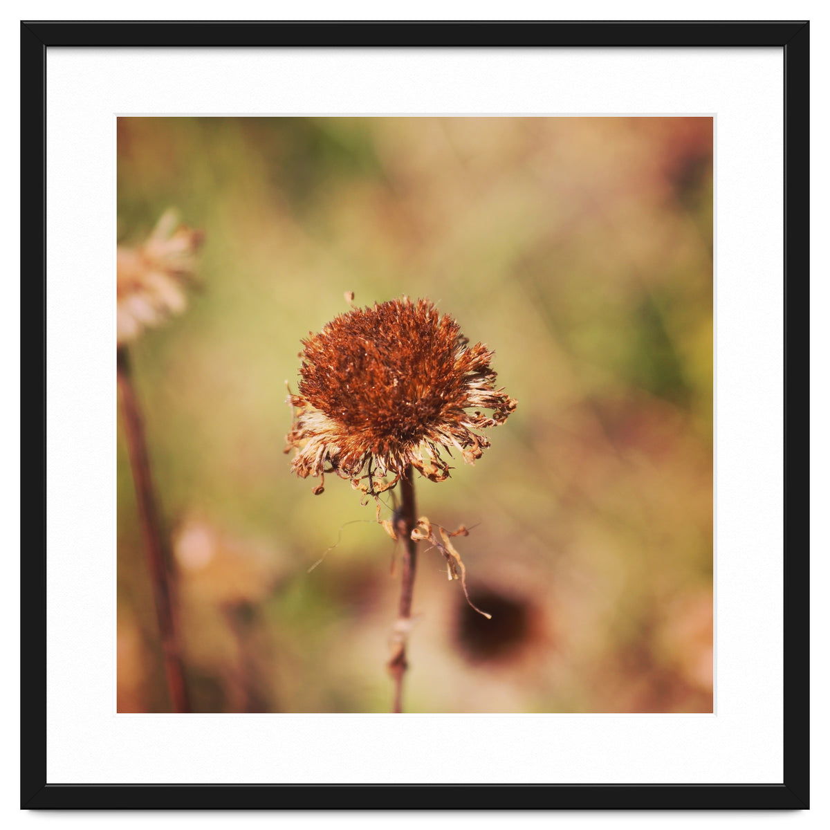 dried daisy
