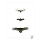 Cathartidae (Print Only) thumbnail