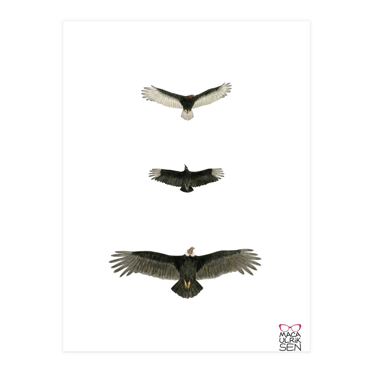 Cathartidae (Print Only)