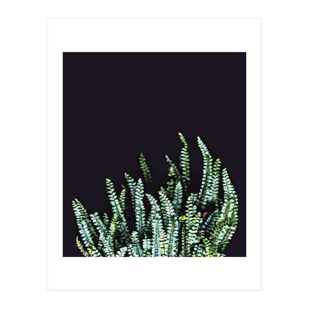 Dark Nature (Print Only)