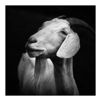 Billy Goat Adam (Print Only)