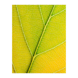 Autumn Leaf (Print Only) thumbnail