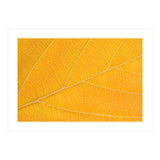Autumn Leaf  (Print Only) thumbnail