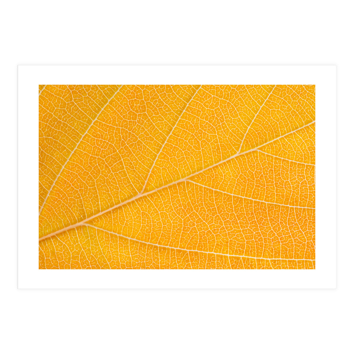 Autumn Leaf  (Print Only)