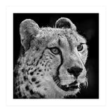 Cheetah (Print Only) thumbnail