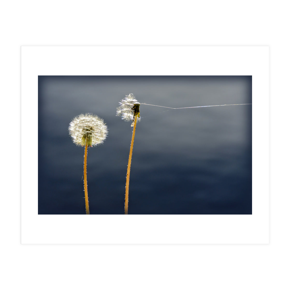 Common dandelions (Print Only)