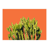 Bold Cactus (Print Only) thumbnail