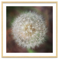 dandelion clock