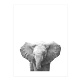 Black and White Baby Elephant  (Print Only) thumbnail