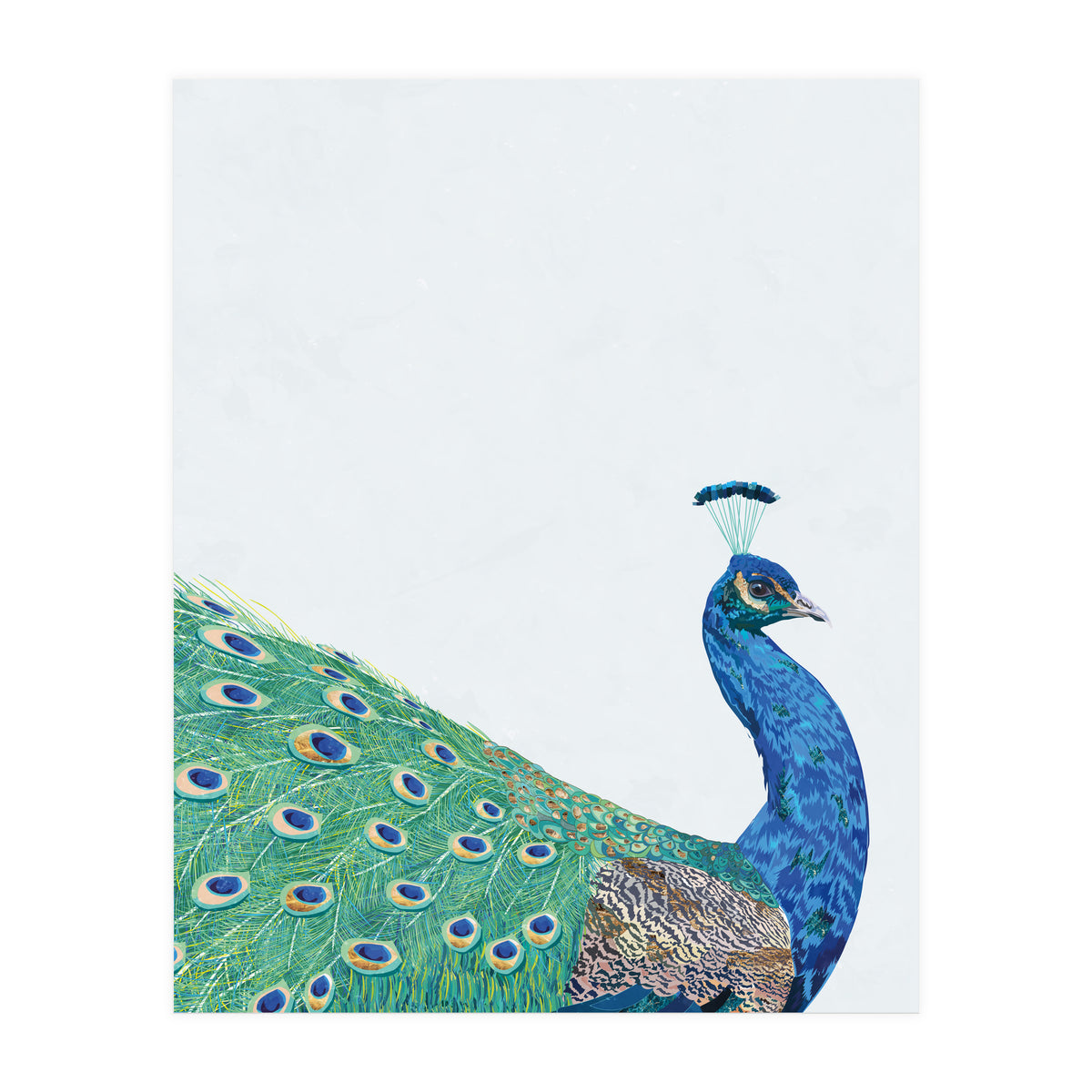 Peacock Portrait (Print Only)
