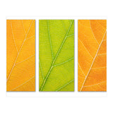 Autumn Leaves (Print Only) thumbnail