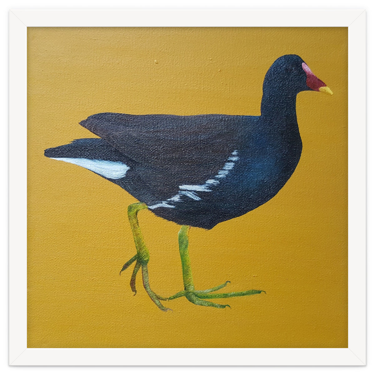 Moorhen