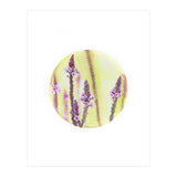 Circular Verbena (Print Only) thumbnail