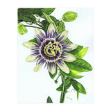 Passion Flower (Print Only) thumbnail
