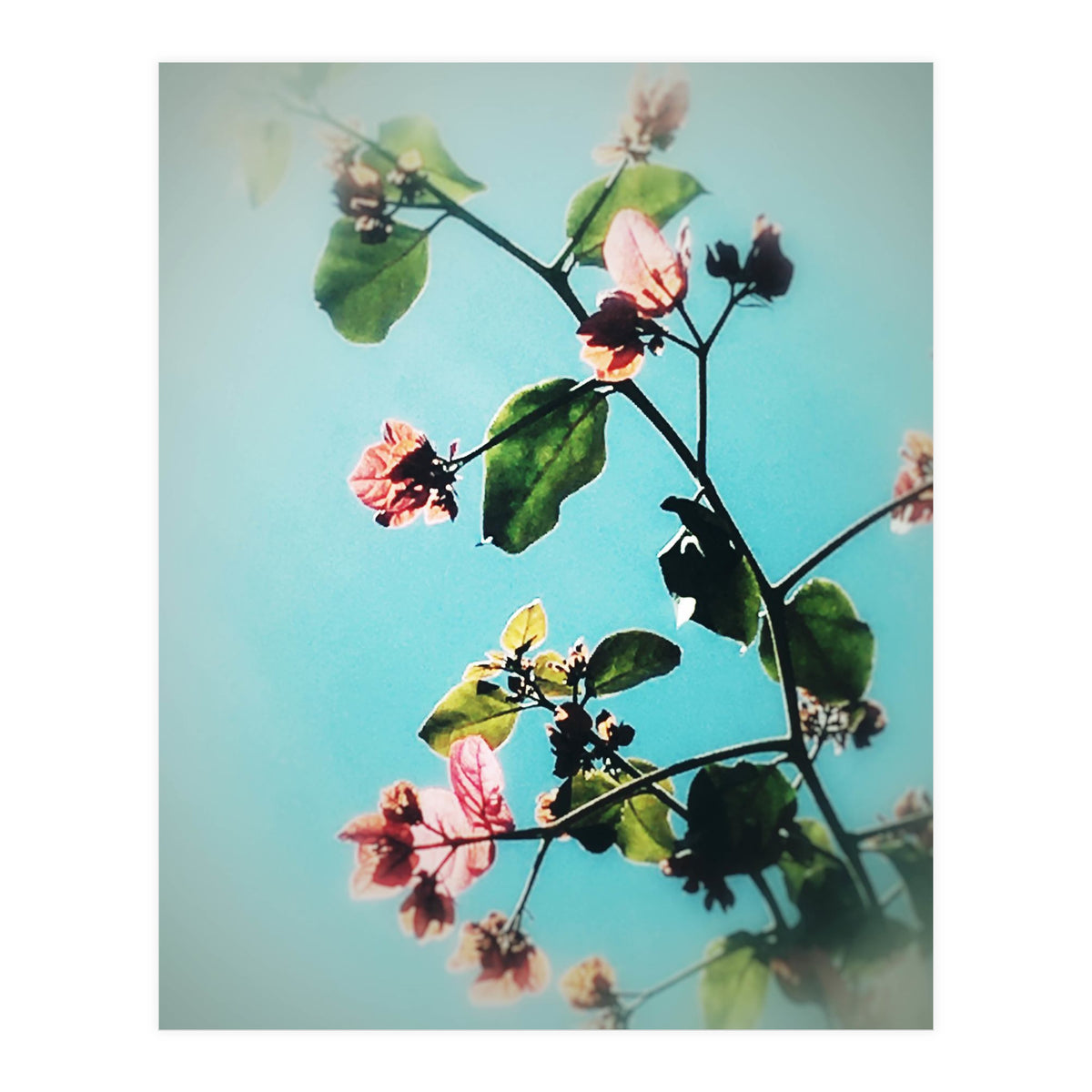 BLOOM & BEAUTY (Print Only)