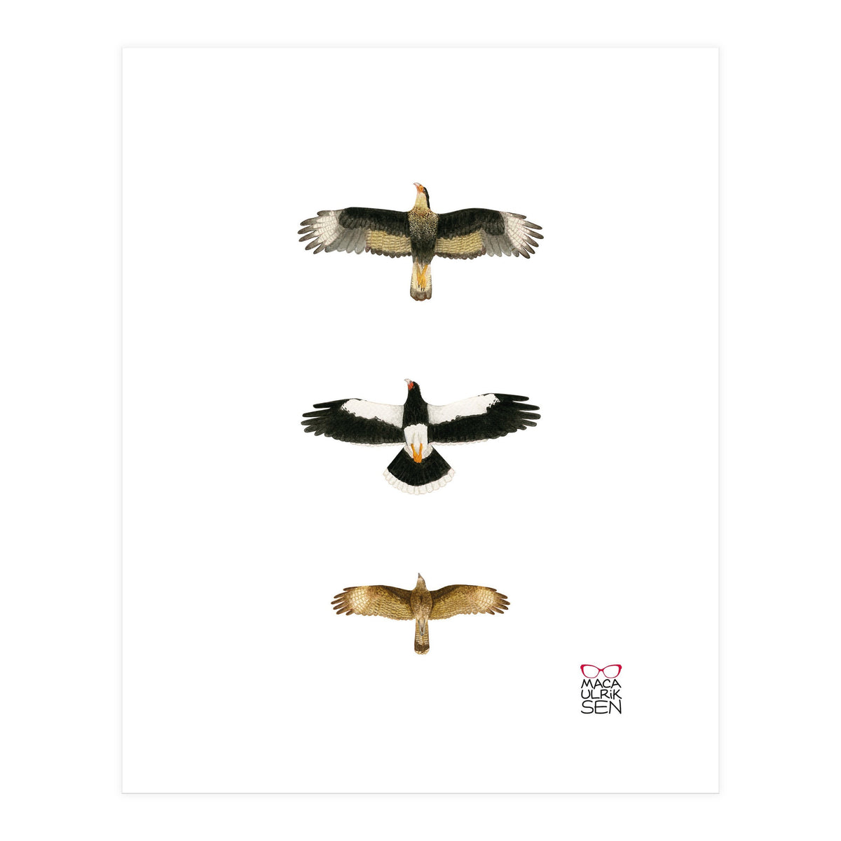 Falconidae n.2 (Print Only)