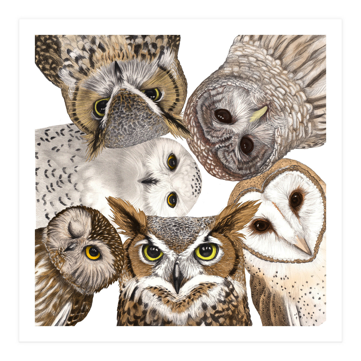 Owls (Print Only)