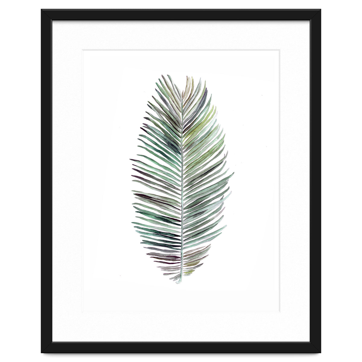 Botanical Illustration Cocos Palm
