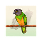 Senegal parrot watercolor (Print Only) thumbnail