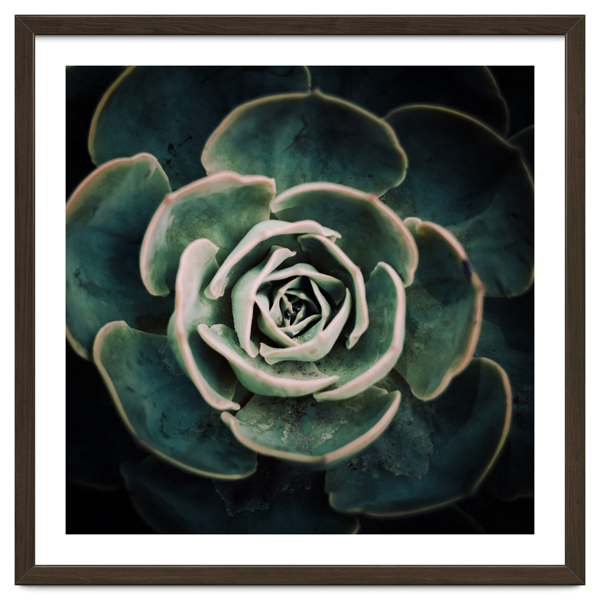 DARKSIDE OF SUCCULENTS IV-A