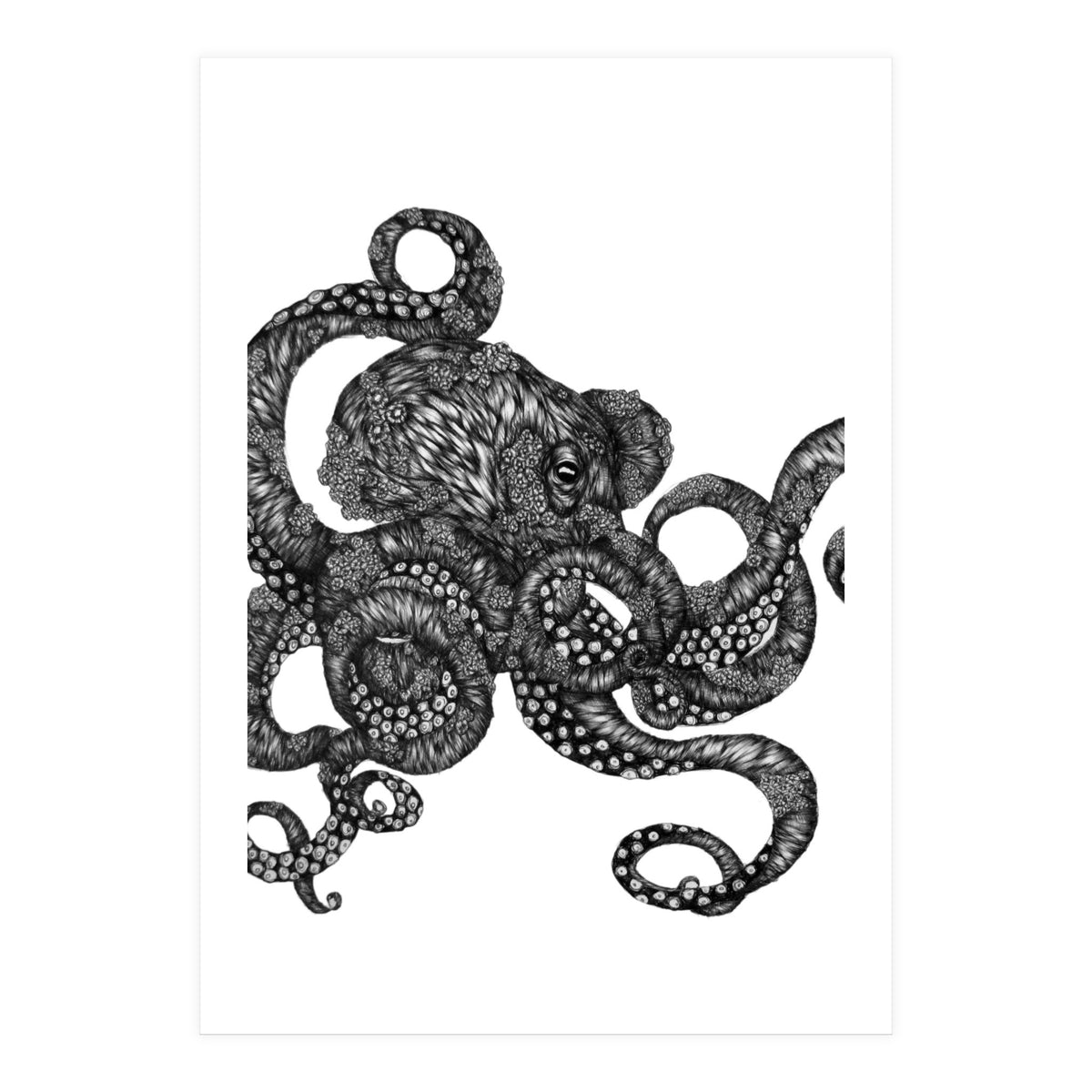 Barnacle Octopus (Print Only)