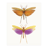 Cc Insects 01 (Print Only) thumbnail