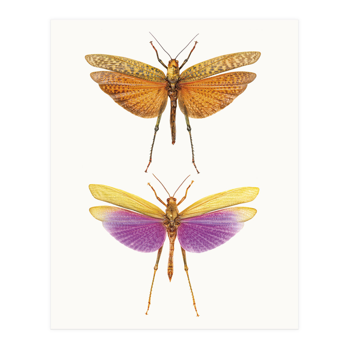 Cc Insects 01 (Print Only)