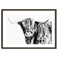 Highland bull