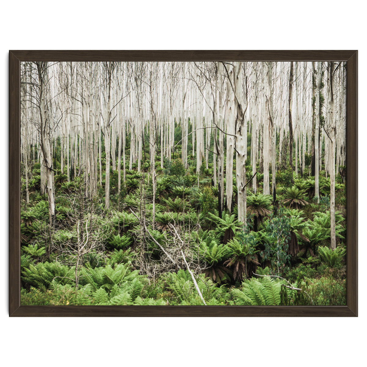 Forest After The Fire