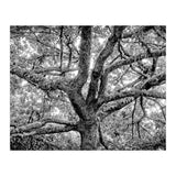 Lichens (Print Only) thumbnail