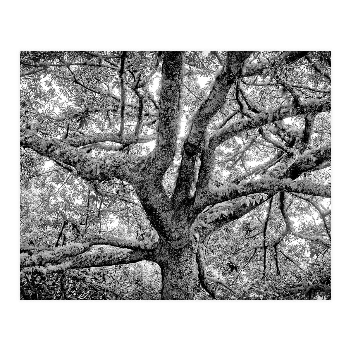 Lichens (Print Only)