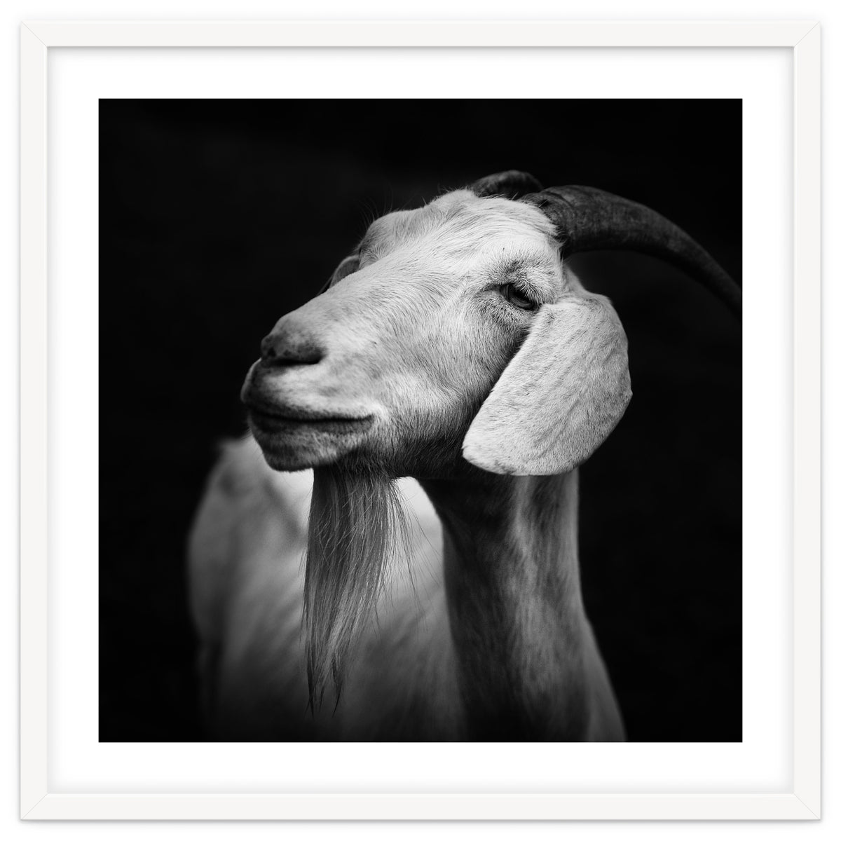 Billy Goat Adam