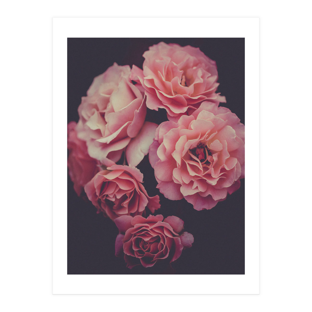 Dreamy Roses (Print Only)