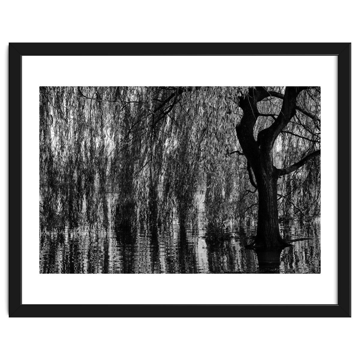 Weeping Willow