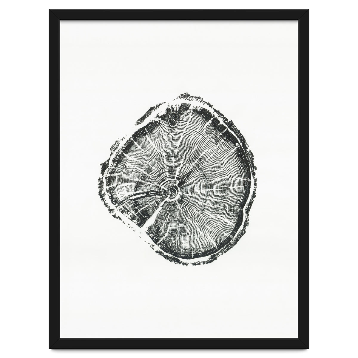 Tree Ring Print, Albion Basin, Utah, Pine Tree Print