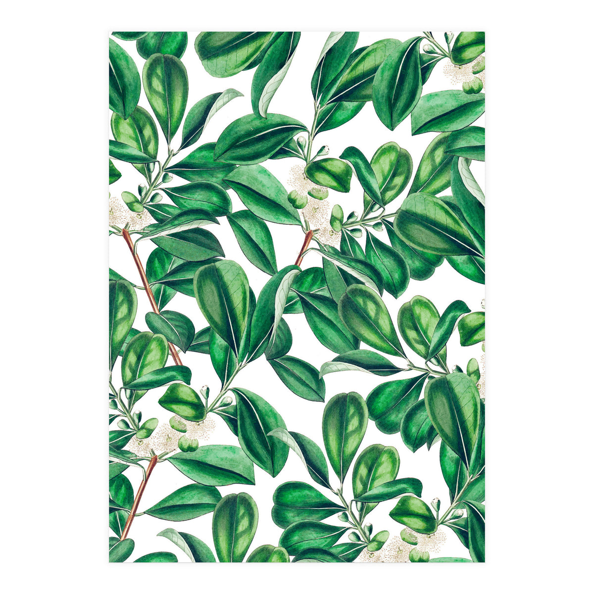 Botanica (Print Only)