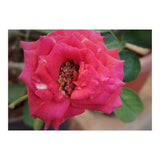 Blooming Red Rose (Print Only) thumbnail